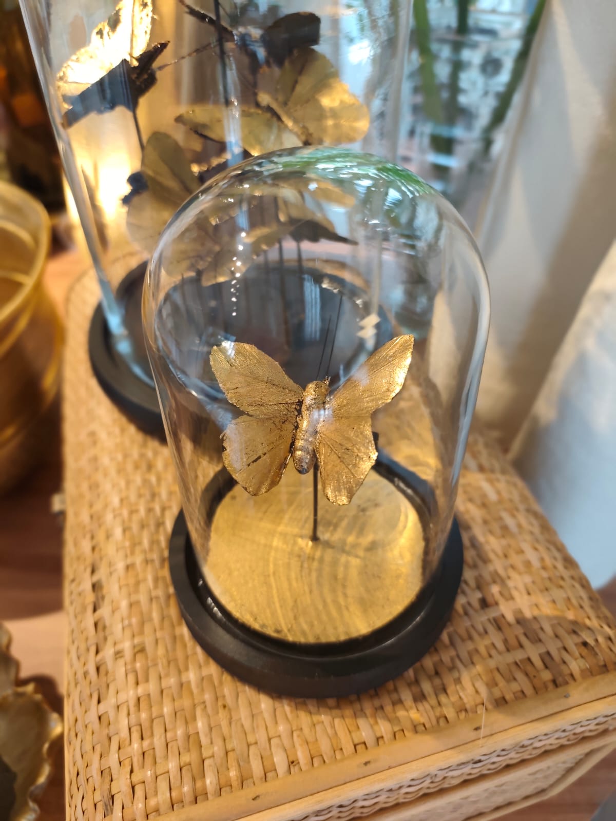 Cúpula Borboleta Solitária