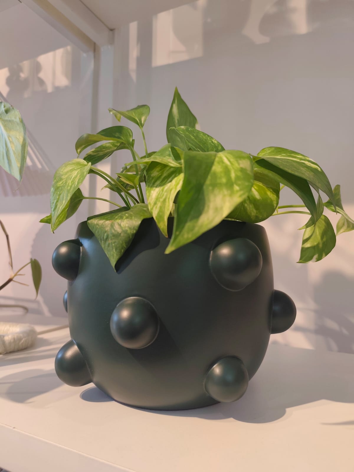 Cachepot Esferas Verde Musgo