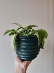 Cachepot Canelado Ondulado Verde