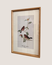 Quadro Bird