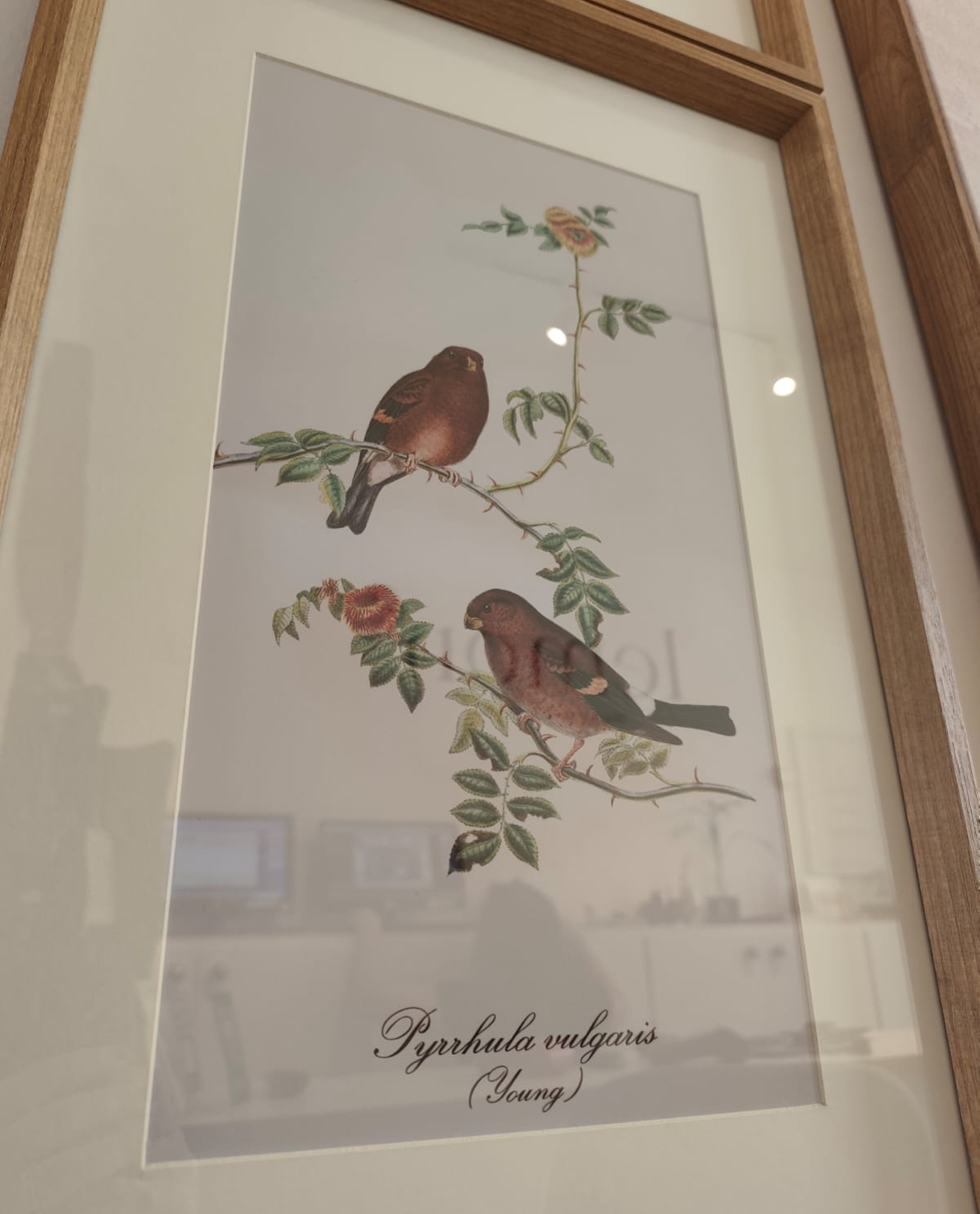 Quadro Bird
